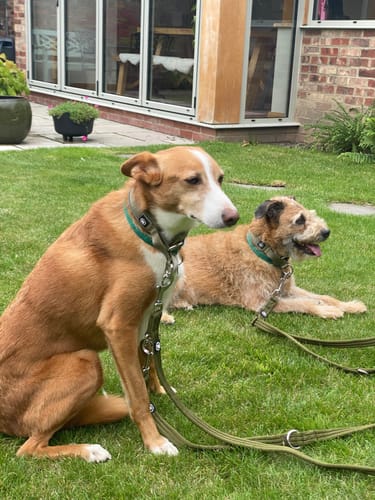 Rachel H. review of 3cm Slip on Collar | Foam Padded - Khaki image 1 out of 2