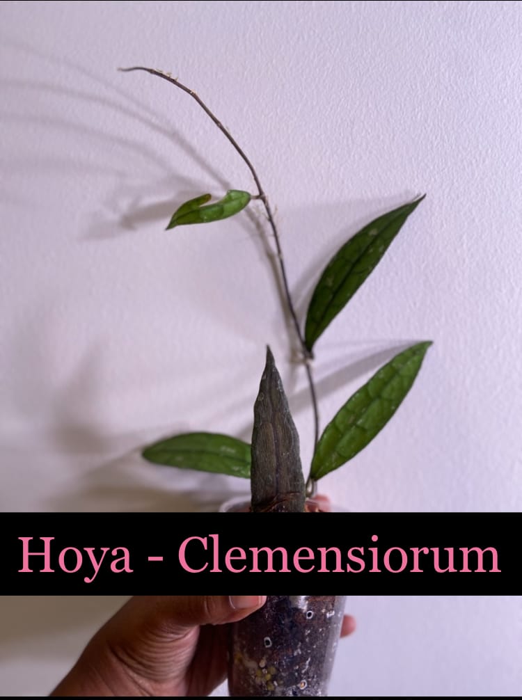 Customer photo review of Hoya clemensiorum