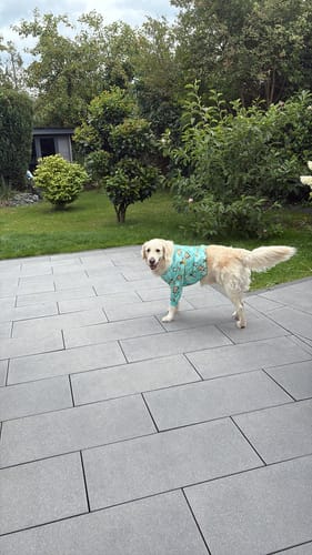 Customer photo review of Dog Pajama - Monkey Business