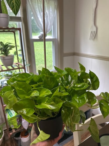 Customer photo review of Pothos 'Global Green'