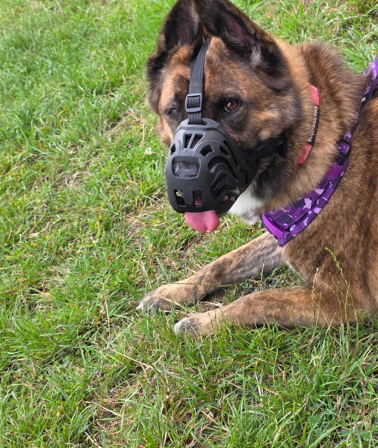 Customer photo review of Muzzle | Flexi & Legal Requirement - S-XL Breeds - Black