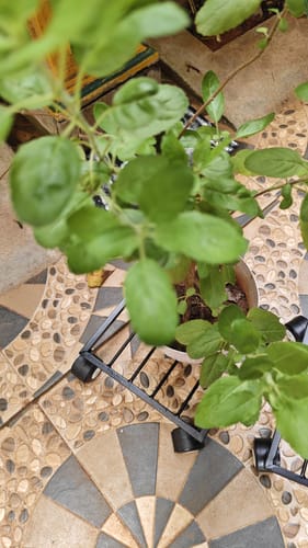Customer photo review of United Crafts Rozy Wheel Pot Stands for Planters