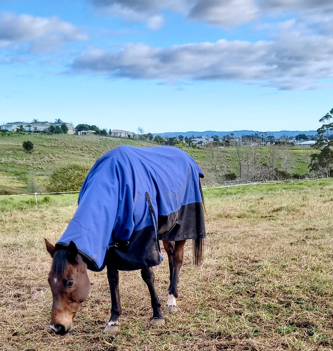 Customer photo review of NZ Tack Duke 1200D Combo