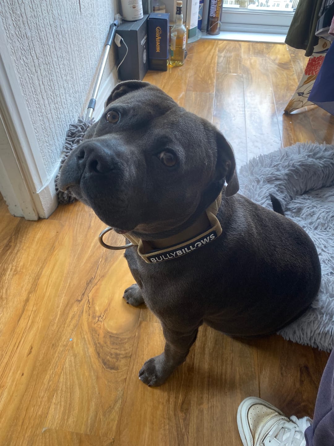 Customer photo review of 5cm Combat® Collar | With Handle & Secure Clip - Tan