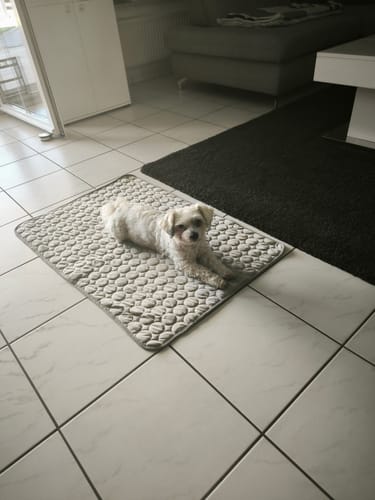 Customer photo review of CoolingMat - Hundekühlmatte