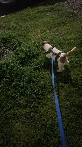 Customer photo review of Correa Larga de Adiestramiento para Perros | 5 mts | Blue