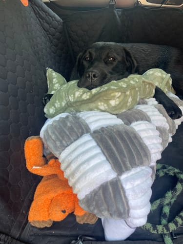 Customer photo review of Luxe Dog Bed - For The RuffRover 2.0™