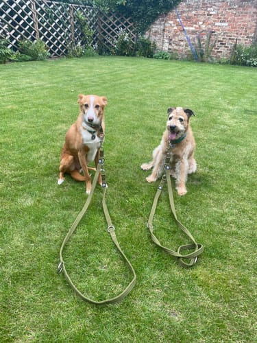 Rachel H. review of Training Double Ended Dog Lead | 2m Length -  Khaki image 1 out of 2