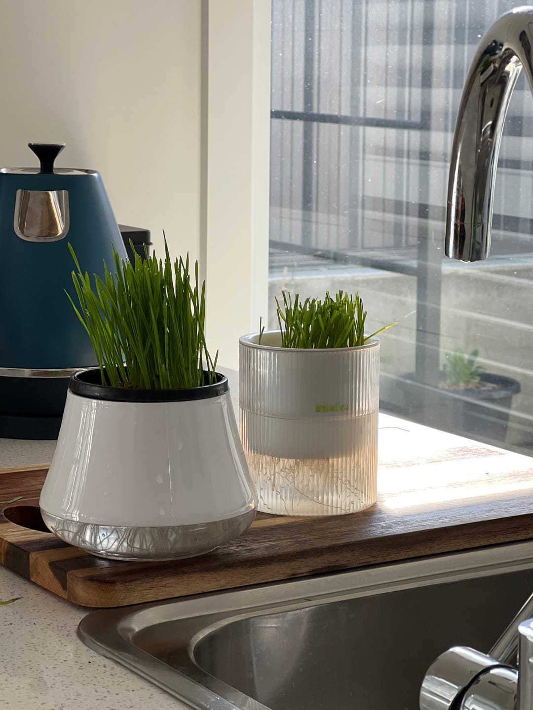 Customer photo review of MICHU All-in-One Soil-Free Cat Grass Grow Kit with Australian Seed and Mulch, Made in Australia