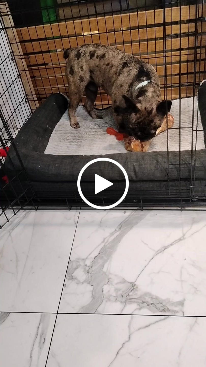 Customer video review of Ostrich Bites with Mango (3oz): The Tropical, Nutrient-Rich Treat for Dogs