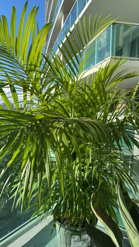 Customer photo review of Areca Palm
