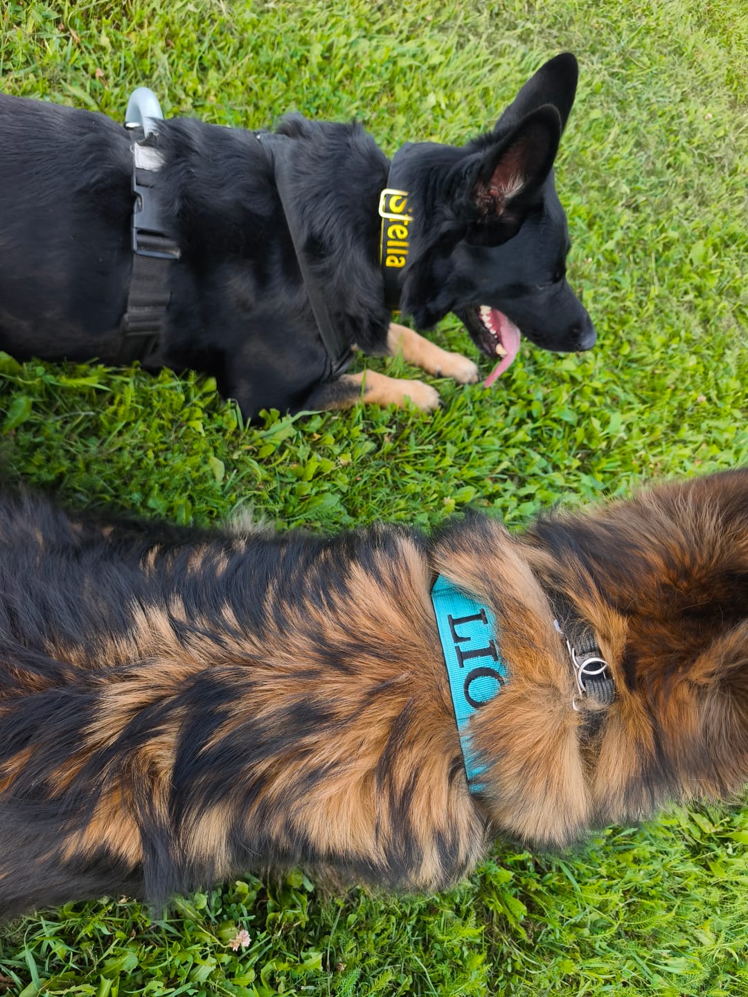 Customer photo review of 4cm LIGHTER Combat® Collar | With Handle Rated Clip - Black, Yellow & Gold