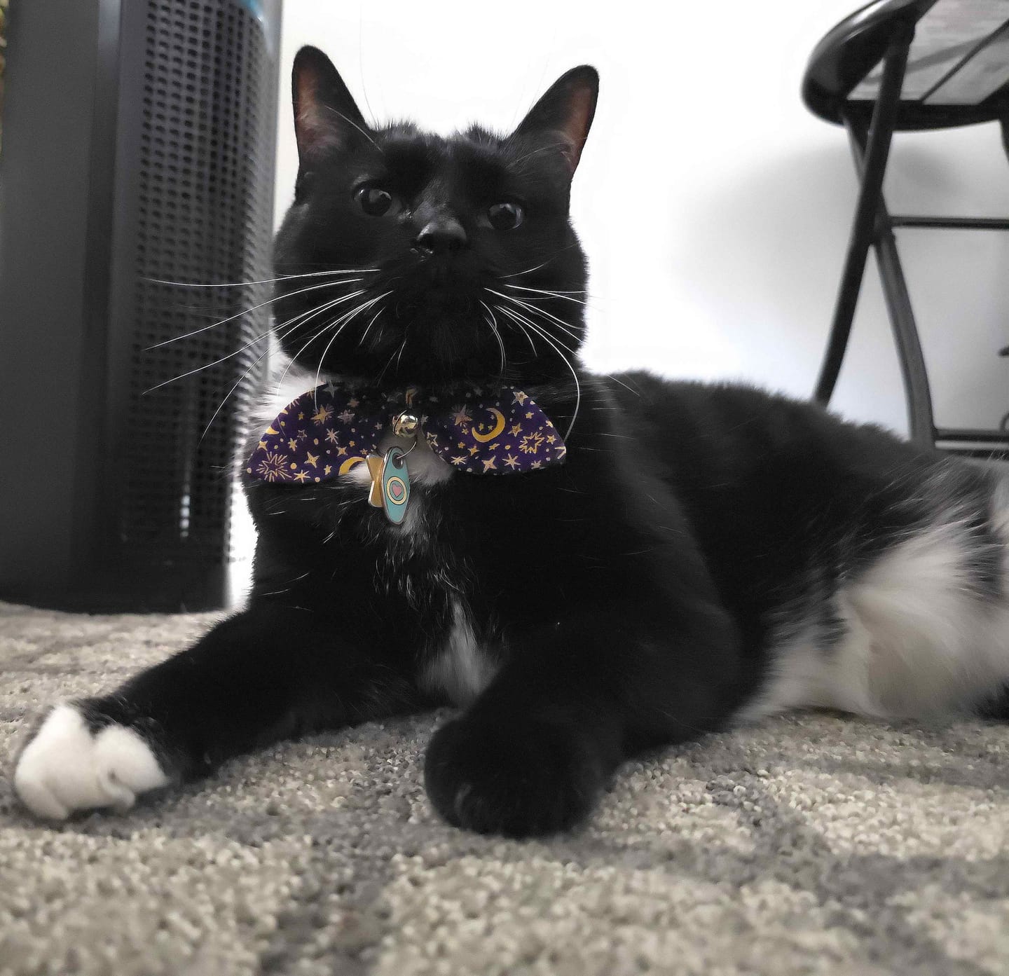 Customer photo review of Purple Moon and Stars Bow Cat Collar