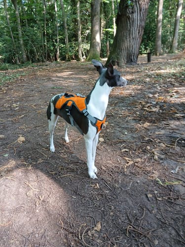 Customer photo review of Sighthound Escape Proof Harness