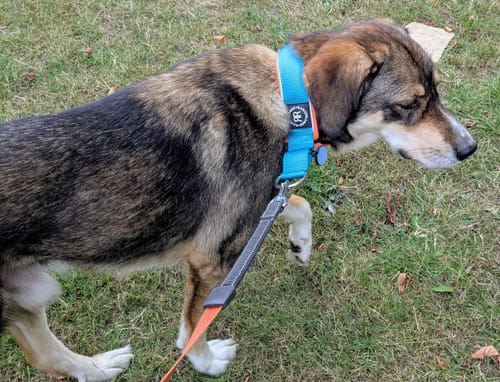 Teresa L. review of 4cm Slip on Collar | Foam Padded - Light Blue x Orange image 1 out of 2