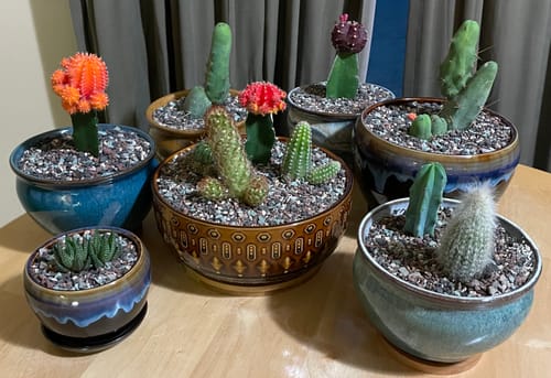 Customer photo review of Trichocereus bridgesii monstrose | Penis Cactus | Short Form