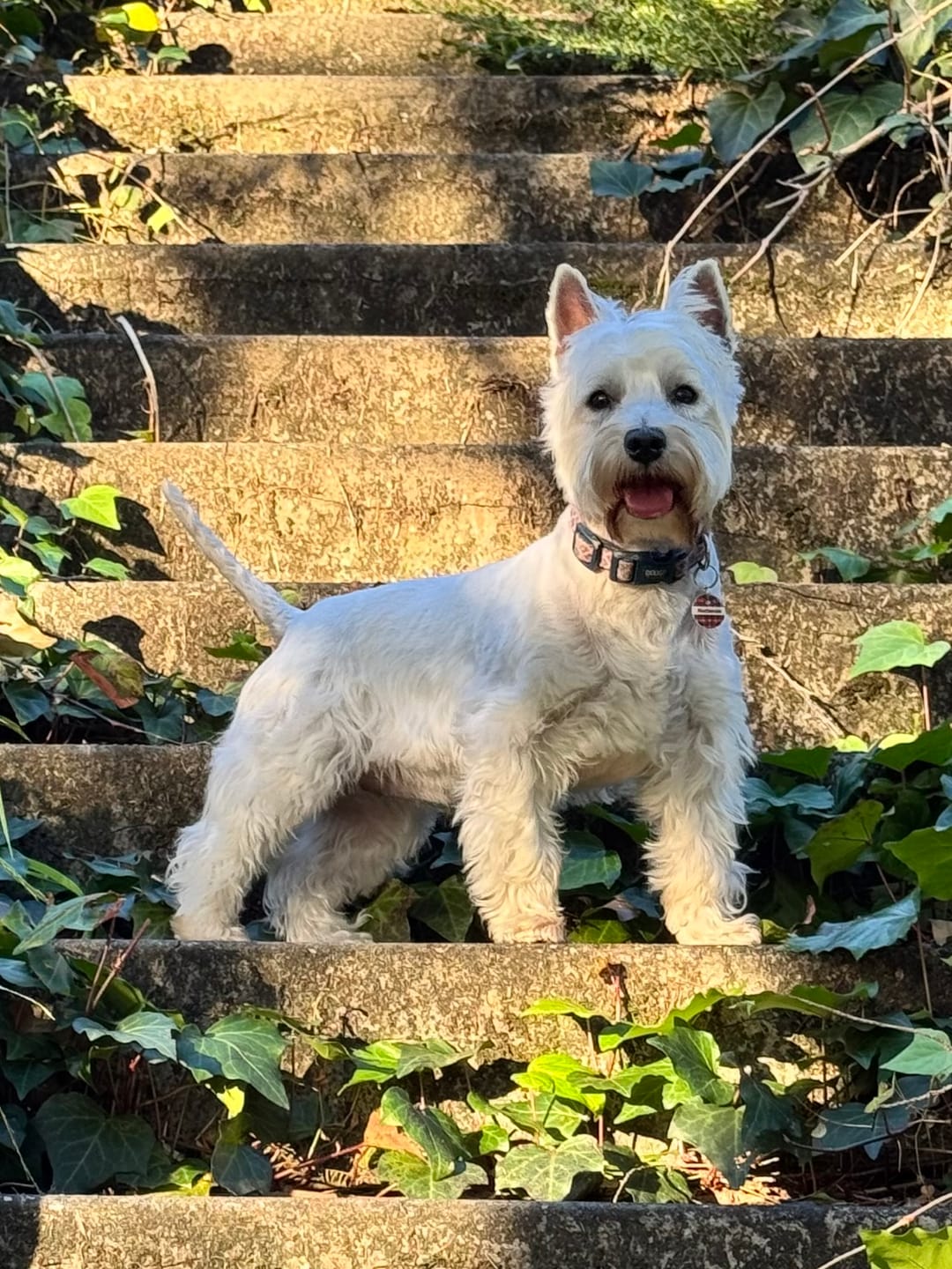 Customer photo review of Bugsy's Air-Dried Turkey