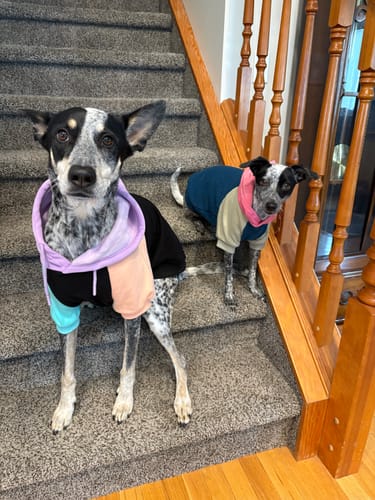 Customer photo review of Daisy Dog Hoodie - Green