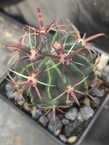 Customer photo review of Ferocactus Latispinus | Devil’s Tongue Cactus