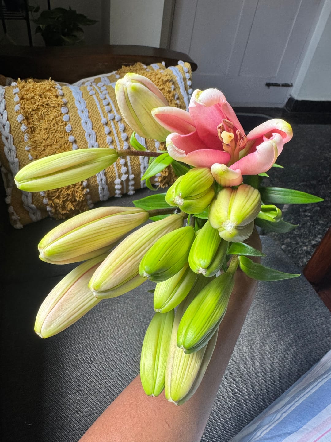 Customer photo review of Asiatic Lily