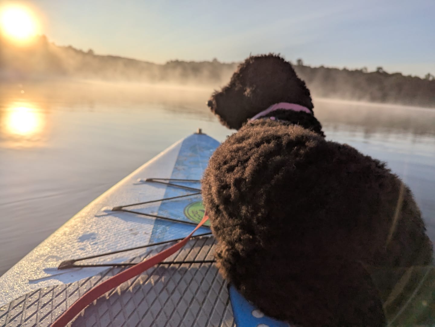 Customer photo review of Farmed Insects formulas / Adult & Puppy