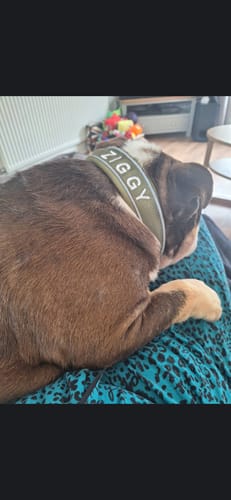 Scott C. review of 4cm Slip on Collar | Foam Padded - Khaki image 1 out of 3