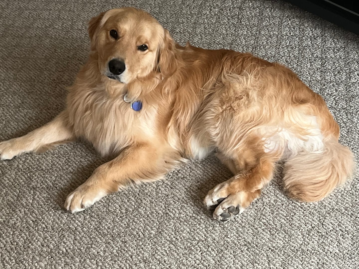 Customer photo review of Original Pet Grooming Vacuum Kit