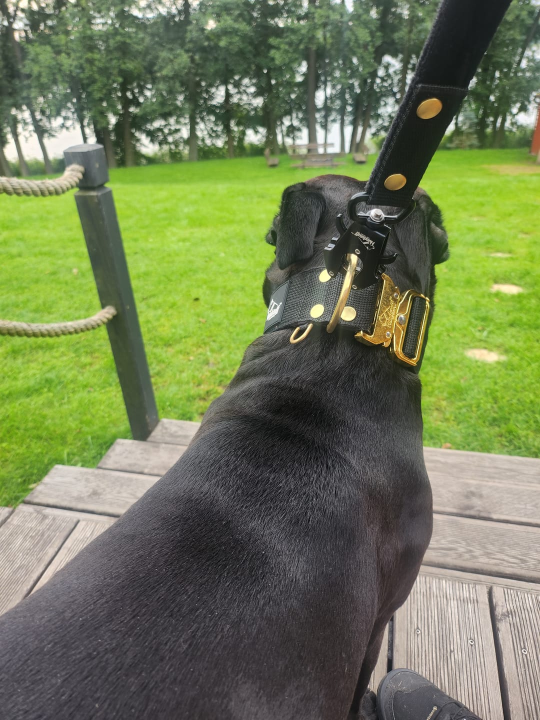 Customer photo review of Smycz nylonowa Walk Leash – Golden Edition Czarna