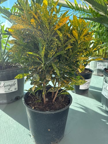 Customer photo review of Croton 'Gold Dust'