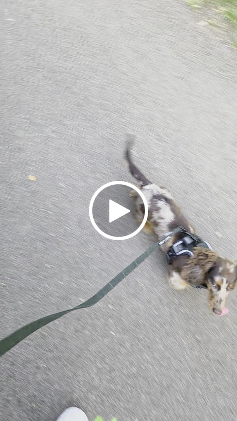 Customer video review of Trail & Glow Tweed Dog Harness - Forest Tweed