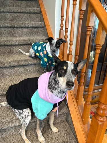 Customer photo review of Daisy Dog Hoodie - Green