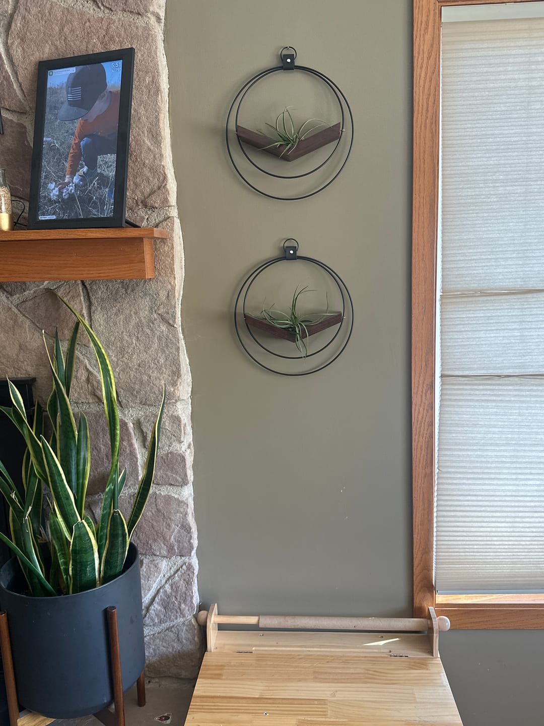 Customer photo review of Air Plant V-Hanger