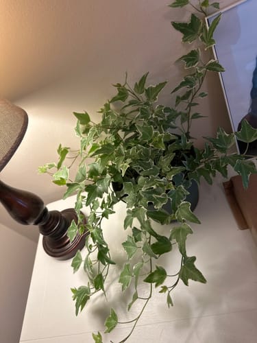 Customer photo review of English Ivy 'Glacier'
