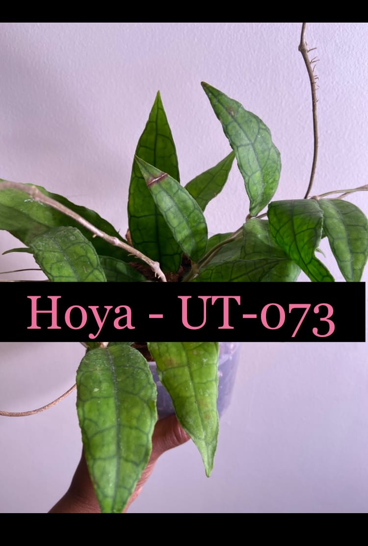 Customer photo review of Hoya UT-073