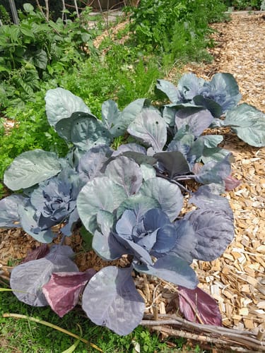 Customer photo review of Organischer Volldünger für Gemüse & Kräuter