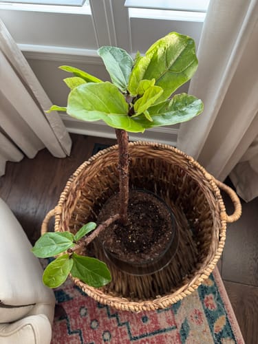 undefined review of Plant Food image 1 out of 1