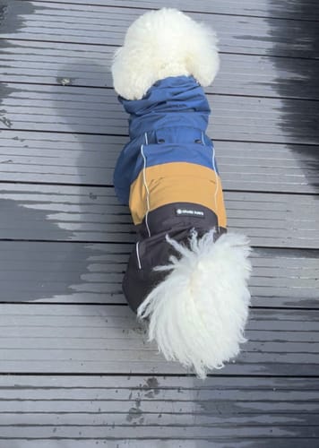 Customer photo review of Breatheshield™ Dog Raincoat - Blue Gold Black