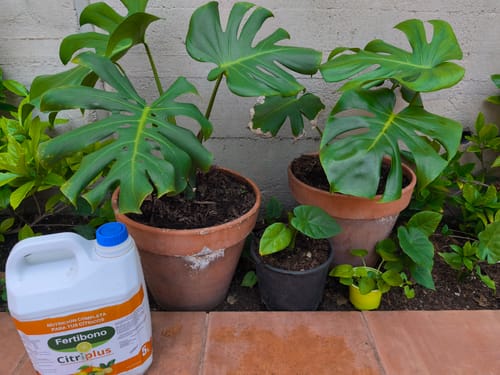 Customer photo review of Fertibono CitriPlus: Abono Cítricos, (5L), Rico en Hierro, Zinc, Magnesio, NPK - Abono Plantas con Extractos Vegetales, Ecológico, Residuo Cero