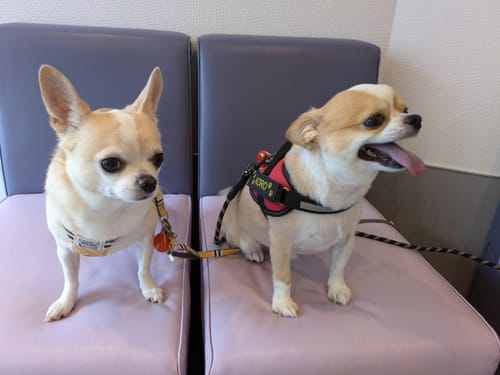 Customer photo review of FunFunPet 高機能ハーネス（お名前タグ作成サービス付き）