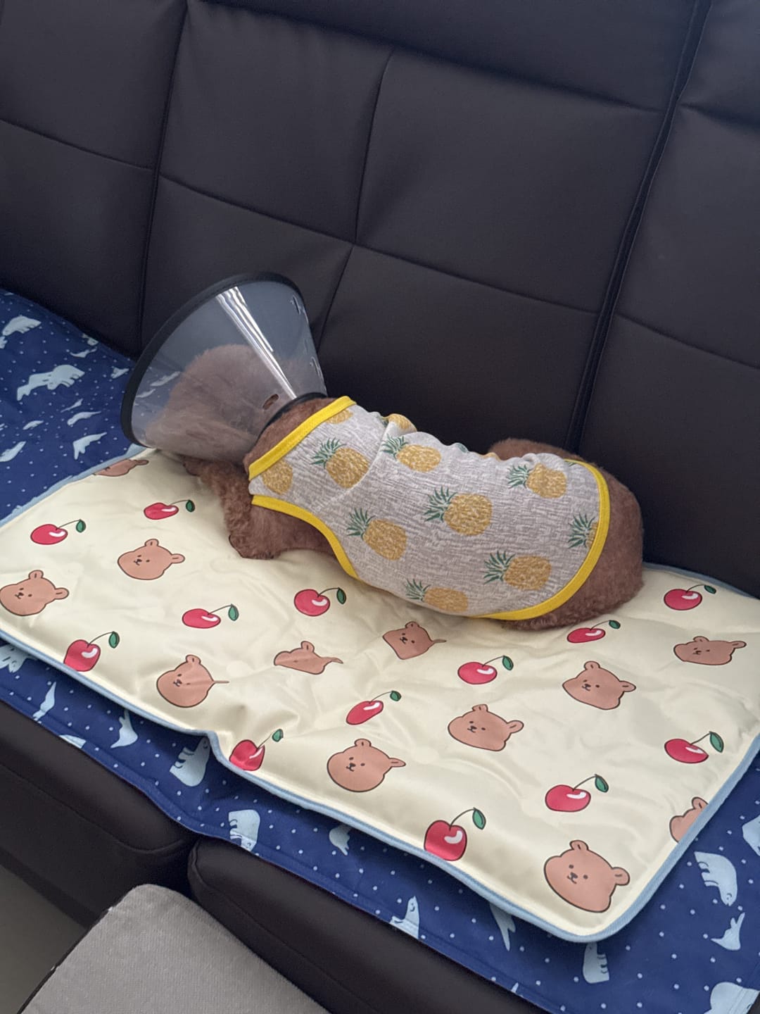 Customer photo review of My Buddy Cool Mat (NEW!)