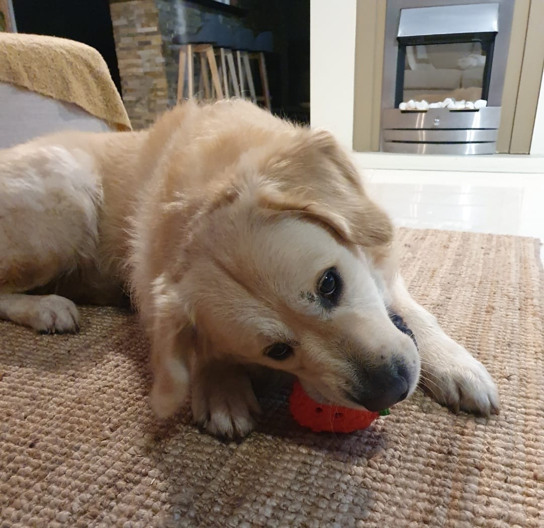 Customer photo review of All Natural Rescue Balm - Paws & Bellies