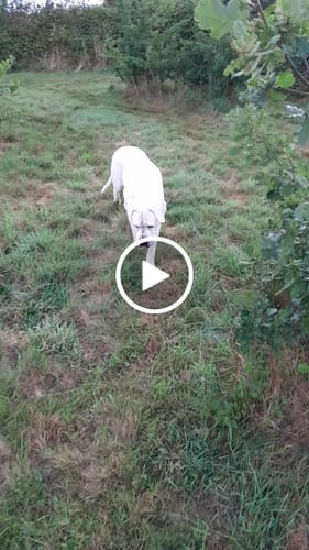 Customer video review of Complément articulations chien