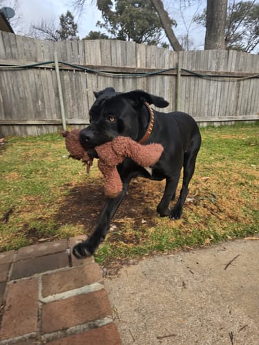 Customer photo review of Hand Made Leather Dog Collar- RuffNeck Brown & Brass (Regular Fit)