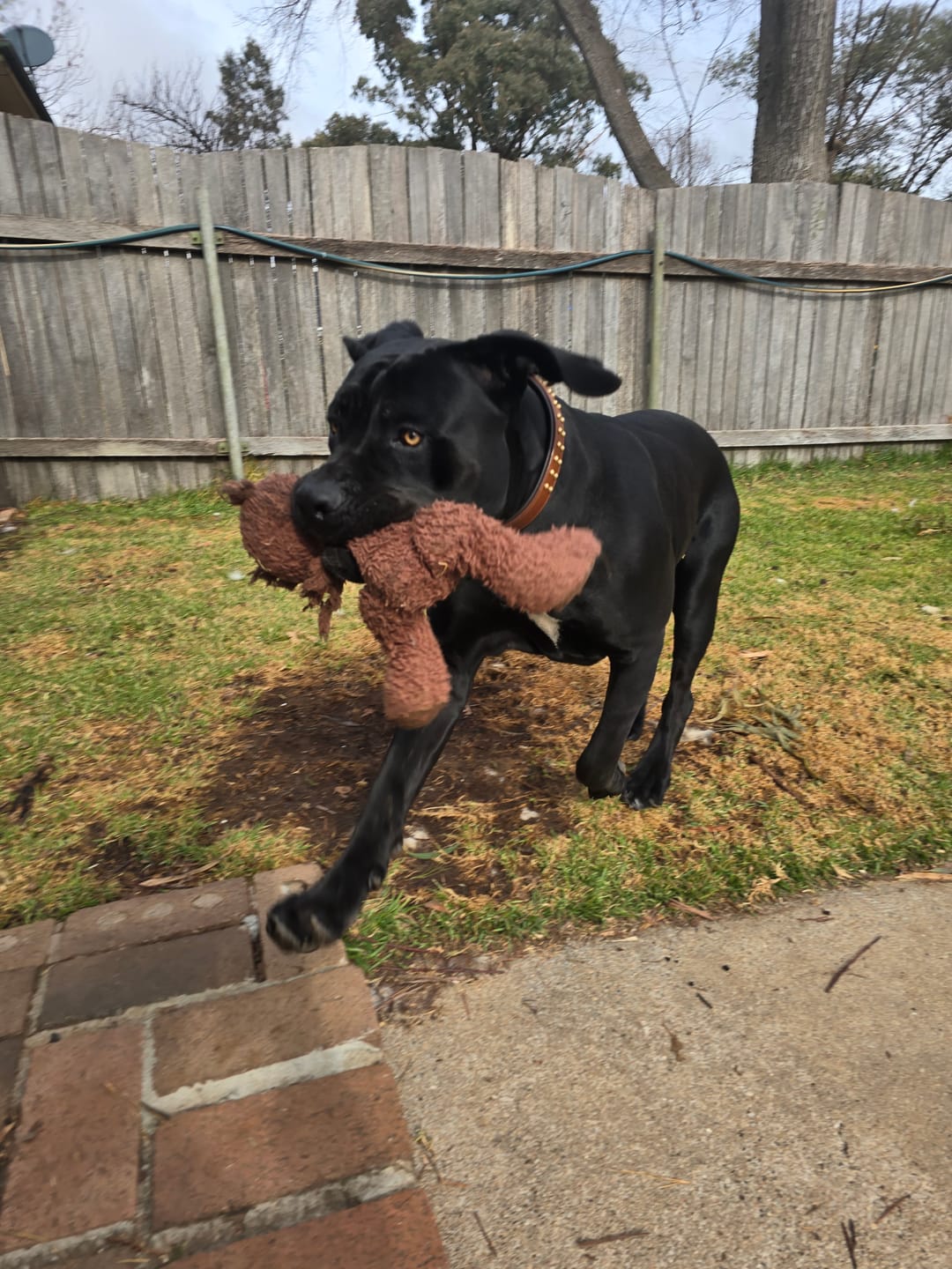 Customer photo review of Hand Made Leather Dog Collar- RuffNeck Brown & Brass (Regular Fit)