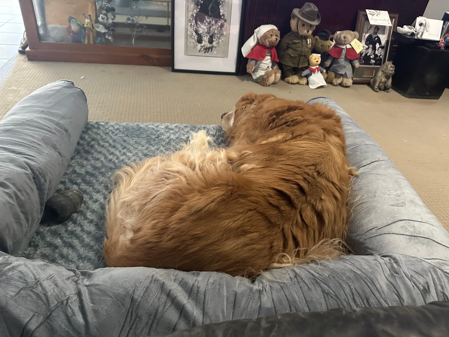 Customer photo review of Memory Foam Pet Sofa Bed