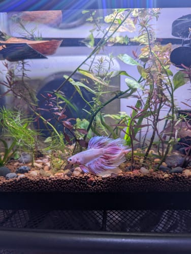 Customer photo review of Pink Halfmoon Male Betta Fish | You Pick Fish | Order Directly From Farm