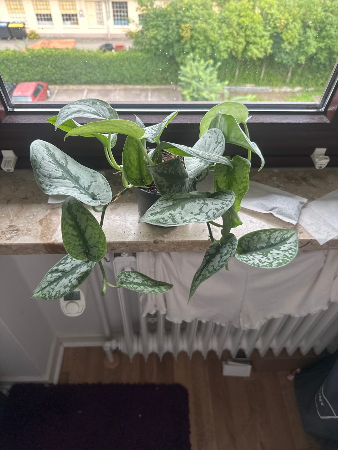 Customer photo review of SCINDAPSUS TREBIE BIG LEAF