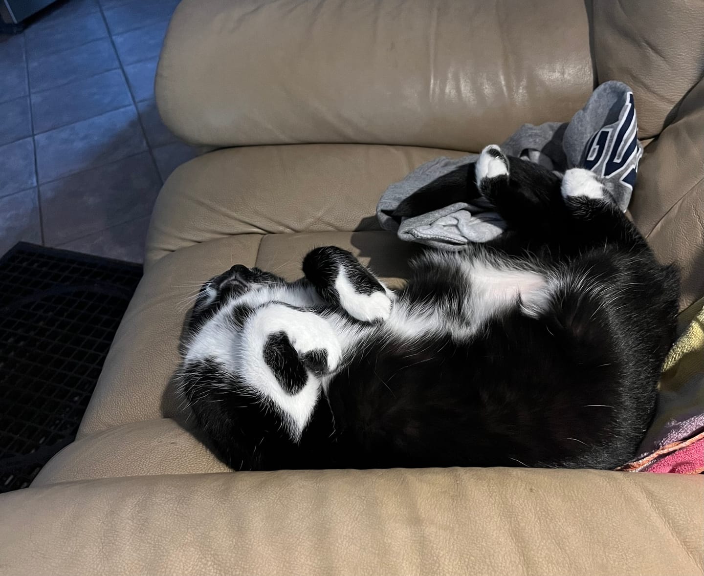 Customer photo review of Cateco Odour-Eliminating Litter box - Complete Starter Kit