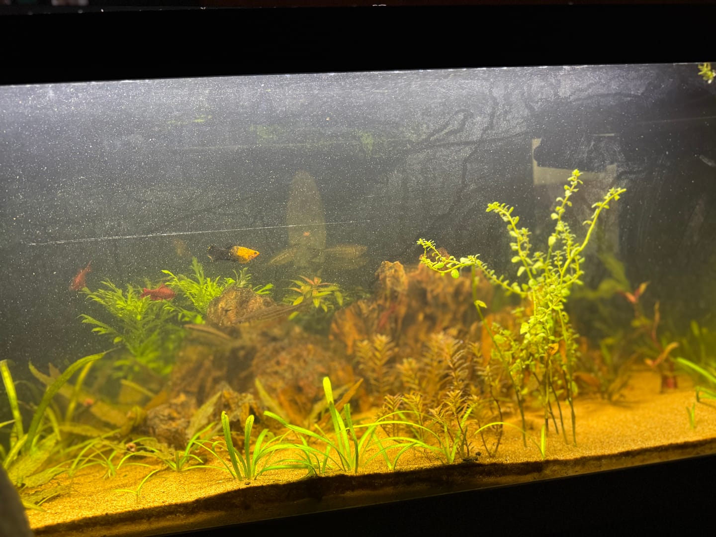 Customer photo review of Dwarf Sag (Sagittaria Subulata)