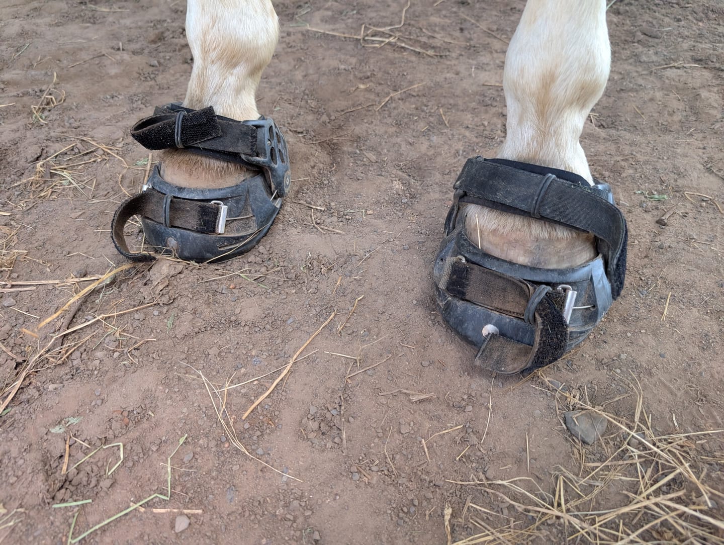Customer photo review of Renegade® Classic Hoof Boot Seconds - Black Knight